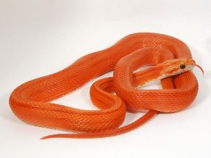ADULT