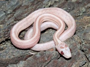 HATCHLING