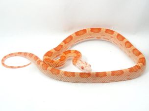 HATCHLING