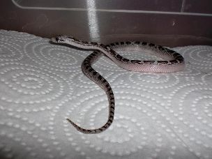 HATCHLING