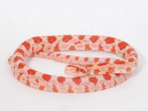 HATCHLING