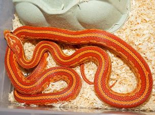 ADULT