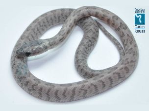 HATCHLING