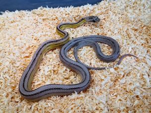 HATCHLING