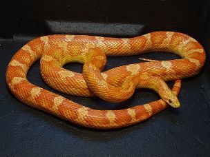 ADULT