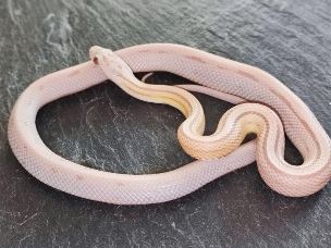 HATCHLING