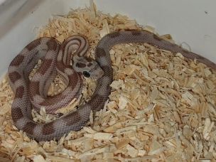 HATCHLING