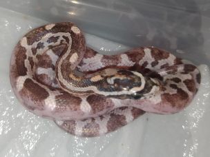 HATCHLING