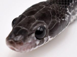 EYE
