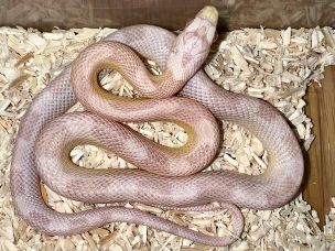 HATCHLING