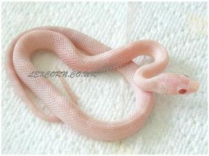 HATCHLING
