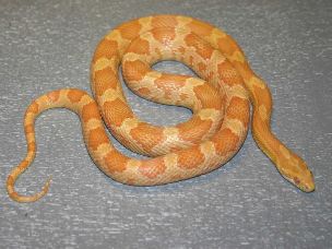 ADULT