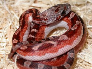 HATCHLING