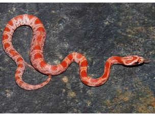 HATCHLING