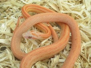 HATCHLING