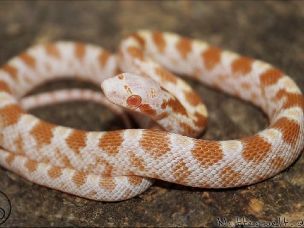 HATCHLING