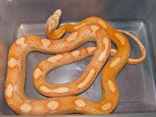 ADULT