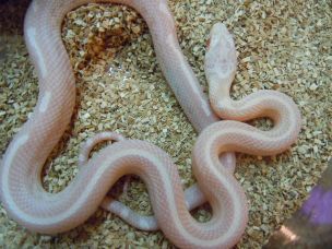 HATCHLING