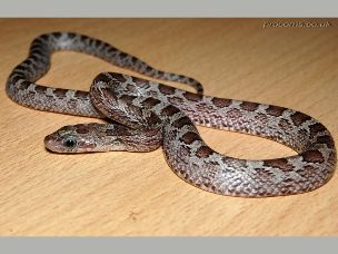 HATCHLING