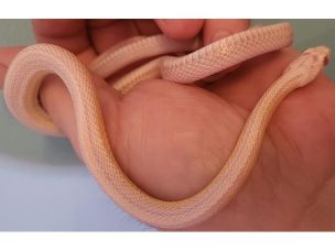 HATCHLING