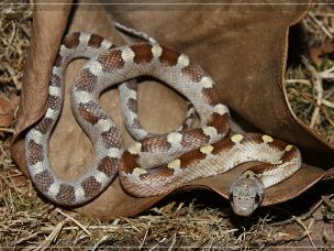 HATCHLING