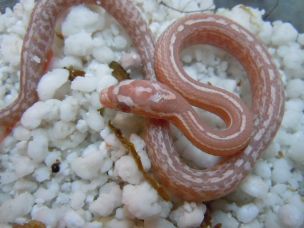 HATCHLING