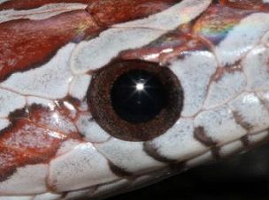 EYE