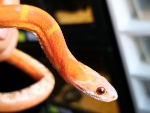EYE