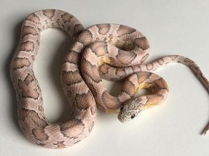 HATCHLING