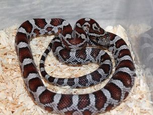HATCHLING