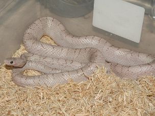 ADULT