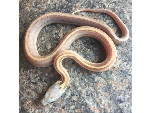 HATCHLING
