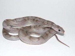 HATCHLING