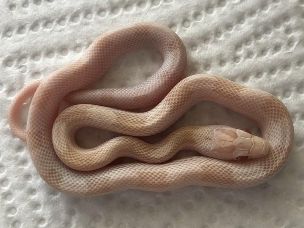 HATCHLING