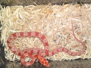 HATCHLING