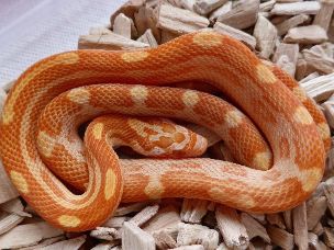 HATCHLING