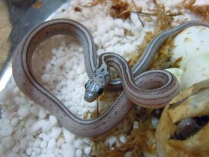 HATCHLING