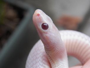 EYE