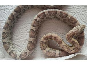 HATCHLING