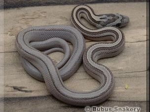 HATCHLING