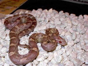 HATCHLING