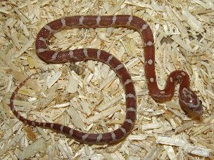 HATCHLING
