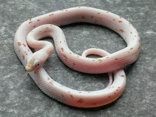 HATCHLING