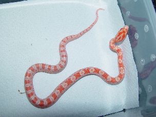 HATCHLING