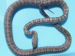 ADULT