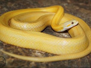 ADULT