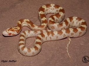 HATCHLING