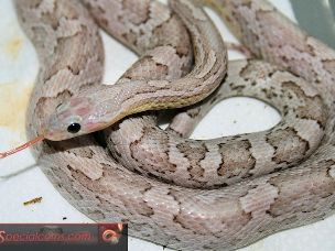 ADULT