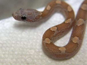HATCHLING