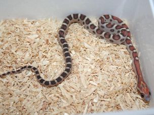 HATCHLING